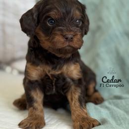 Cedar - Chocolate male Cavapoo puppy in Beckley, West Virginia from By Design Doodles