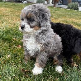 Trixie - Blue merle female Bernedoodle puppy in Ogden, Utah from Salty Point Doodles