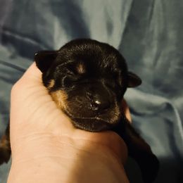 Rottweiler Puppies from Vom Arnold-Hause Rottweilers