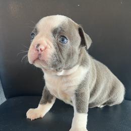 Boston Terrier and Rat Terrier Puppies from Sugar Baby Bostons