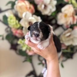 Tiger - White blue merle and tan male Shetland Sheepdog puppy in Oakley, California from SquiresShelties