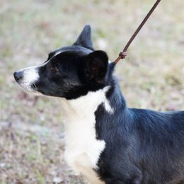 Cardigan Welsh Corgis from Alyssa Voulo
