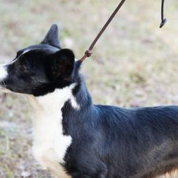 Cardigan Welsh Corgis from Alyssa Voulo