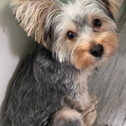 Assorted Doodle Crosses, Double Doodle, Maltipoo, Morkie, and Yorkipoo Puppies from Danza Bolo
