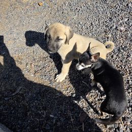 Boy 7 - Placed - Fawn male Kangal puppy in Anderson, California from VSH Kangal Dogs