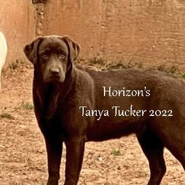 TANYA TUCKER - Labrador Retriever