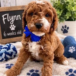 Flynn - Red  male Goldendoodle puppy in Idabel, Oklahoma from Kay Kay’s Poodles & Doodles