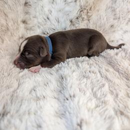 Hades - Red tri male Miniature Australian Shepherd puppy in Bend, Oregon from Wonderland Aussies