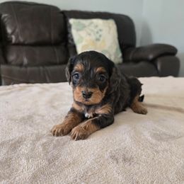Merida - Black and tan female Cavapoo puppy in Floyd, Virginia from Hearts and Paws Poodles and Doodles