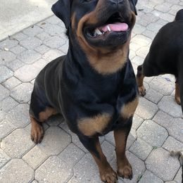 Rottweiler Puppies from Alpha Co. Rottweilers