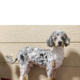 Goldendoodle, Golden Retriever, and Poodle Puppies from Jah’s Retrievers