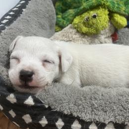 Jack Russell Terrier puppies from CP FARMS BORDER COLLIES N JACKS CORP
