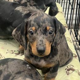 Smalls - Tail Dapple Male - Dapple male Dachshund puppy in Red Bud, Illinois from Midwest Miniature Dachshunds