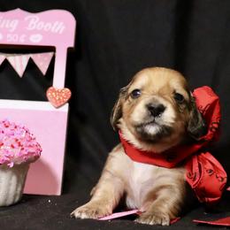 Rose AKC Limited - Sable female Dachshund puppy in Bartlesville, Oklahoma from OkieDokieDox