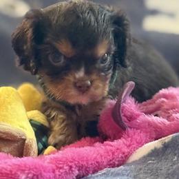 Rex - Chocolate male Cavalier King Charles Spaniel puppy in Lawton, Oklahoma from Wild Wishes Cavaliers