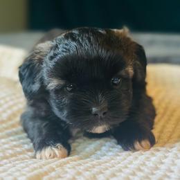 Black Sable Female - Black and white female Shichon puppy in Grand Rapids, Michigan from Great Lakes Teddy Bear Dogs