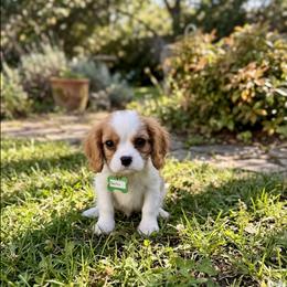 Baxter - Blenheim male Cavalier King Charles Spaniel puppy in Pennsylvania from Julie's Cavalier King Charles Spaniels