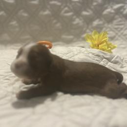 Ruby - Ruby female Cavalier King Charles Spaniel puppy in Tahlequah, Oklahoma from Love Some Dogs Dachshunds & Cavalier King Charles Spaniels,Cavapoos