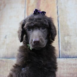 "Female" Moondancer "Green collar" brown - Brown Poodle puppy in Hazard, Kentucky from Suited N Booted Standards