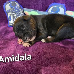 Amidala - Black tri-color female Australian Shepherd puppy in Smithfield, Utah from Invictus Farms
