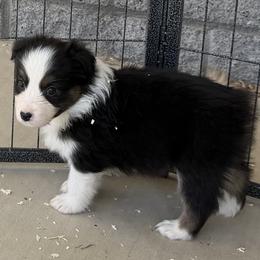 Girl 5 BTB3 - Black tri-color female Australian Shepherd puppy in Phoenix, Arizona from Heartfire Aussies