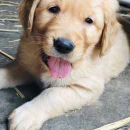 Golden Retriever Puppies from Singing Dog Farm