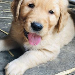 Golden Retriever Puppies from Singing Dog Farm
