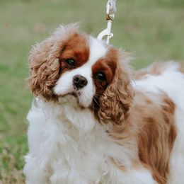 Izzy - Cavalier King Charles Spaniel