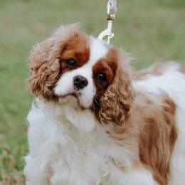 Izzy - Cavalier King Charles Spaniel