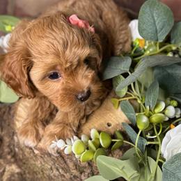 Lady Kluck - Red female Cavapoo puppy in Waldron, Arkansas from Kay’s Cutie Poos