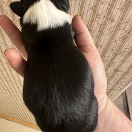 BTF 2 - Black tri female Miniature Australian Shepherd puppy in Shepherd, Montana from Beartooth Mountain Minis