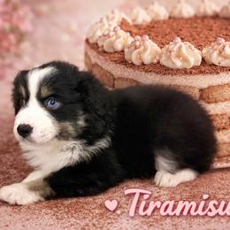 Tiramisu - Black tri female Miniature American Shepherd puppy in Olympia, Washington from Shamayim Shepherds