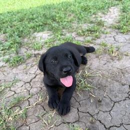 Violet - Black female Labrador Retriever puppy in Derby, Kansas from Wheatland Retrievers