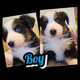 BOY-B - Black & white male Australian Shepherd puppy in Yakima, Washington from Luna's Australian Shepherd
