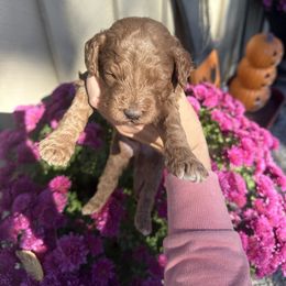 Goldendoodle Puppies from Lynn Fontaine