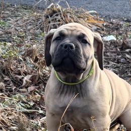 Arura - Brown female Boerboel puppy in Manassas, Virginia from Relentless Boerboels