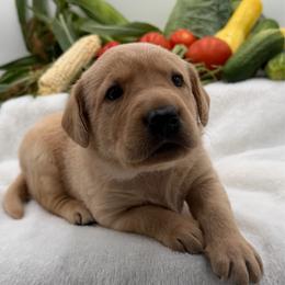Red - Yellow male Labrador Retriever puppy in Heath Springs, South Carolina from Rich Hill Retrievers