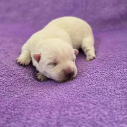 Zelda - White female West Highland White Terrier puppy in Toronto, Ohio from Shekinah’s Mi-Kis & Cricket Hill’s Westies