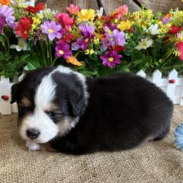 Alder - Black tri male Miniature American Shepherd puppy in Cowlitz County, Washington from Pleasant Woods Miniature American Shepherds