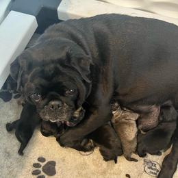 Black Girl1 - Black female Pug puppy in Hemet, California from Greek God Pugs