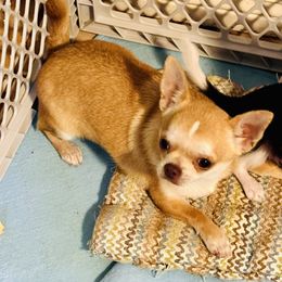 Bella - Chihuahua