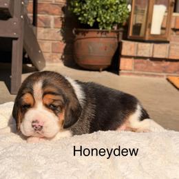 Honeydew - Black tan and white female Beagle puppy in Mansfield, Missouri from Rippee Creek Kennel
