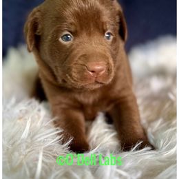 Raisenette(Ray) - Chocolate male Dilute Retriever puppy in Sullivan, Missouri from O’Dell Labs