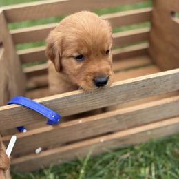 Kristoff - Dark golden male Golden Retriever puppy in Middleburg, Pennsylvania from South Hill Golden Retrievers