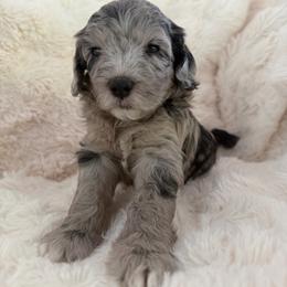 Aurora - female Australian Mountain Doodle puppy in Fullerton, California from Emerald Creek Doodles