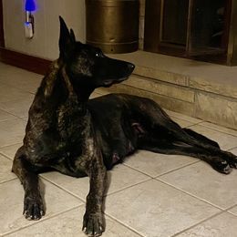 Dutch Shepherds from Dutch Den