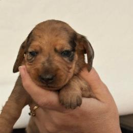 Clover - Dapple male Dachshund puppy in Pinellas Park, Florida from Chait Miniature Dachshunds