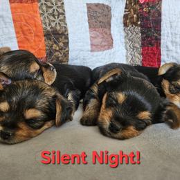 Yorkshire Terrier puppies from Rosanna Brubacker