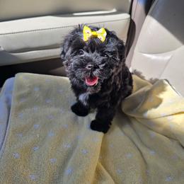 Prada - Black & white female Maltipoo puppy in Washington from Mt.BakerPoodles&Doodles
