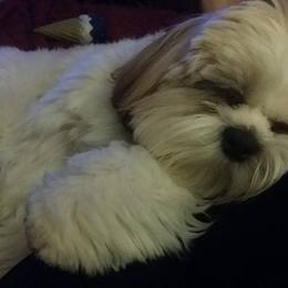 Shih Tzus from JuJenn Shih Tzus